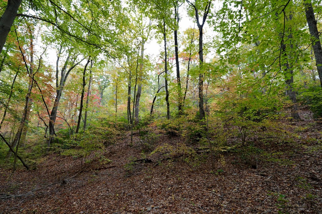Kings Mountain: looking uphill from the rebel perspective