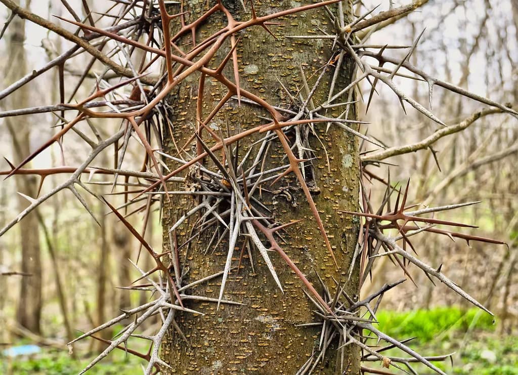 Honey locust thorns - natural barbed wire