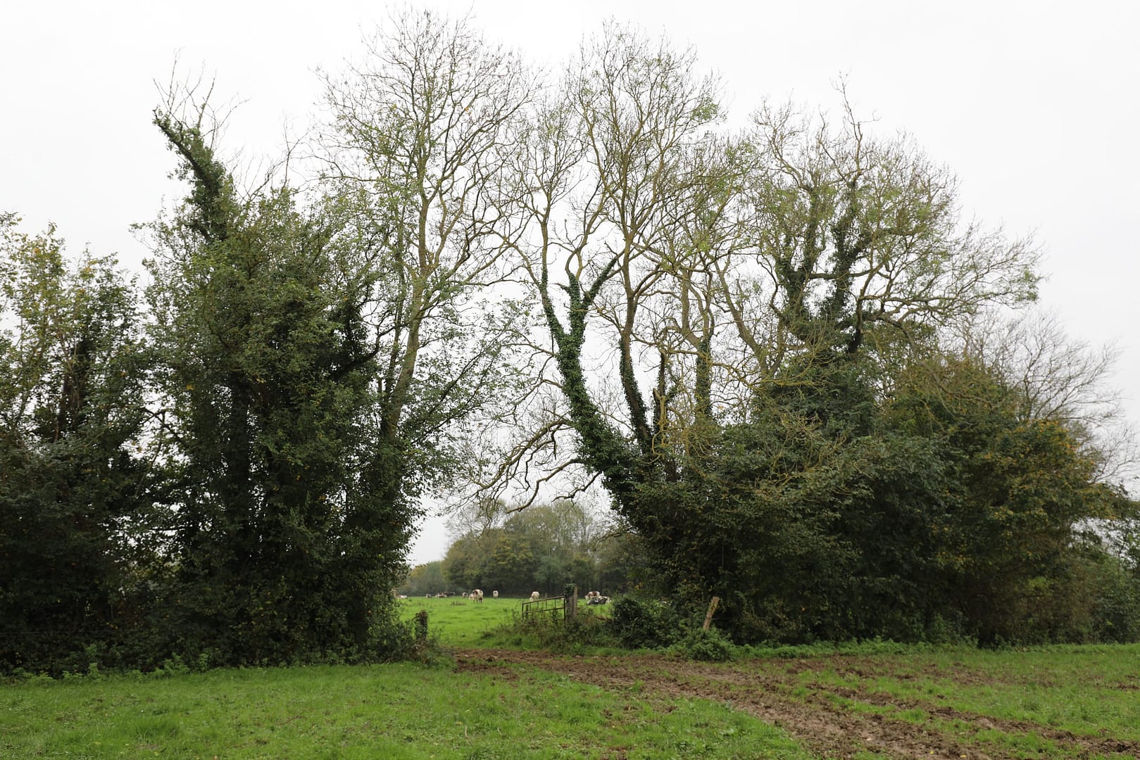 Micro-terrain. Brecourt Manor. Carwood Lipton's tree.