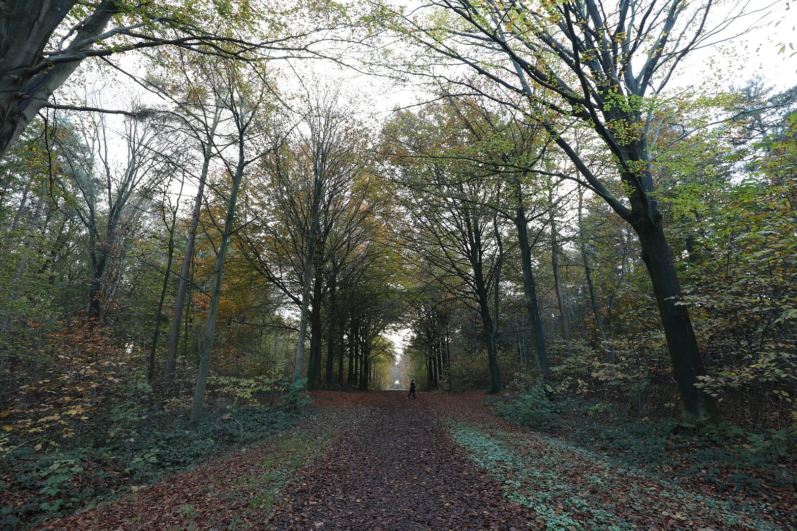 Micro-terrain. Polygon Wood battlefield. The wood was largely destroyed before the battle started, making subtle folds in the ground vital for cover