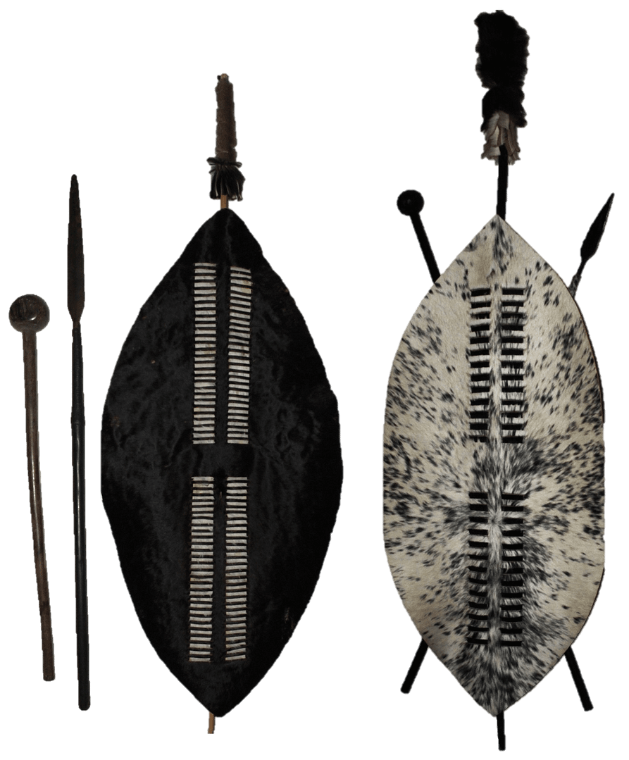 Zulu Nguni cow hide shields. Black: uFasimbi Regiment. White with scattered black spots: amaMboza Regiment. Iklwa stabbing spears and Knobkerrie war clubs